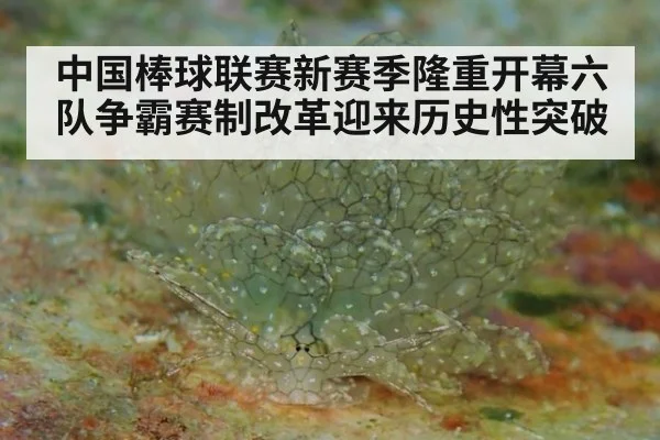 中国棒球联赛新赛季隆重开幕六队争霸赛制改革迎来历史性突破